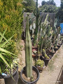 Fat Mexican fence post cactus plant