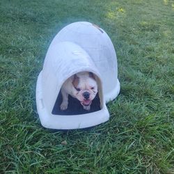 Petmate Indigo Dog House (USED)