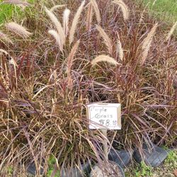 PURPLE GRASS 