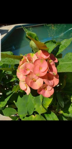 Corona de cristo plant