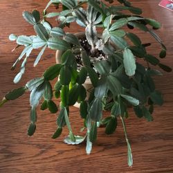 Christmas Cactus