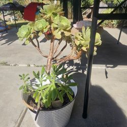 Tall Succulent Plant 