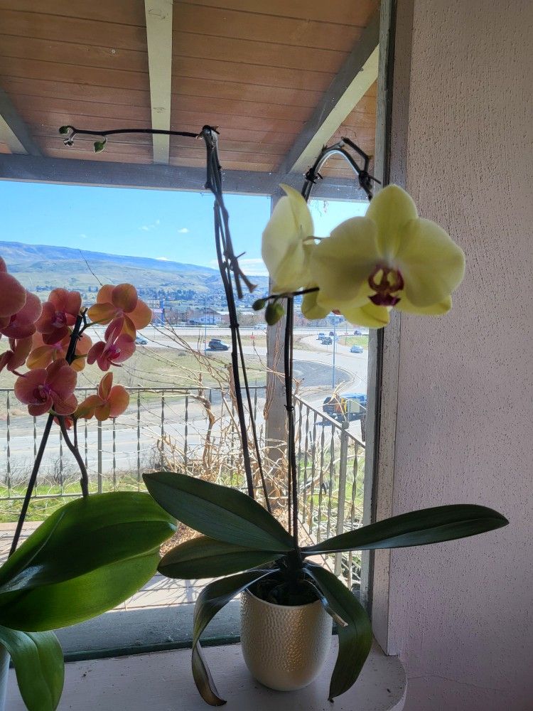 Light green Orchid flowers Plant