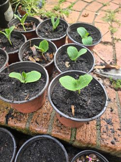 Seedlings ready to plant
