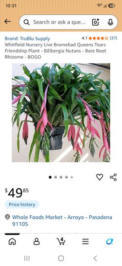 Queen's Tears Bromeliad (Billbergia nutans) Plant