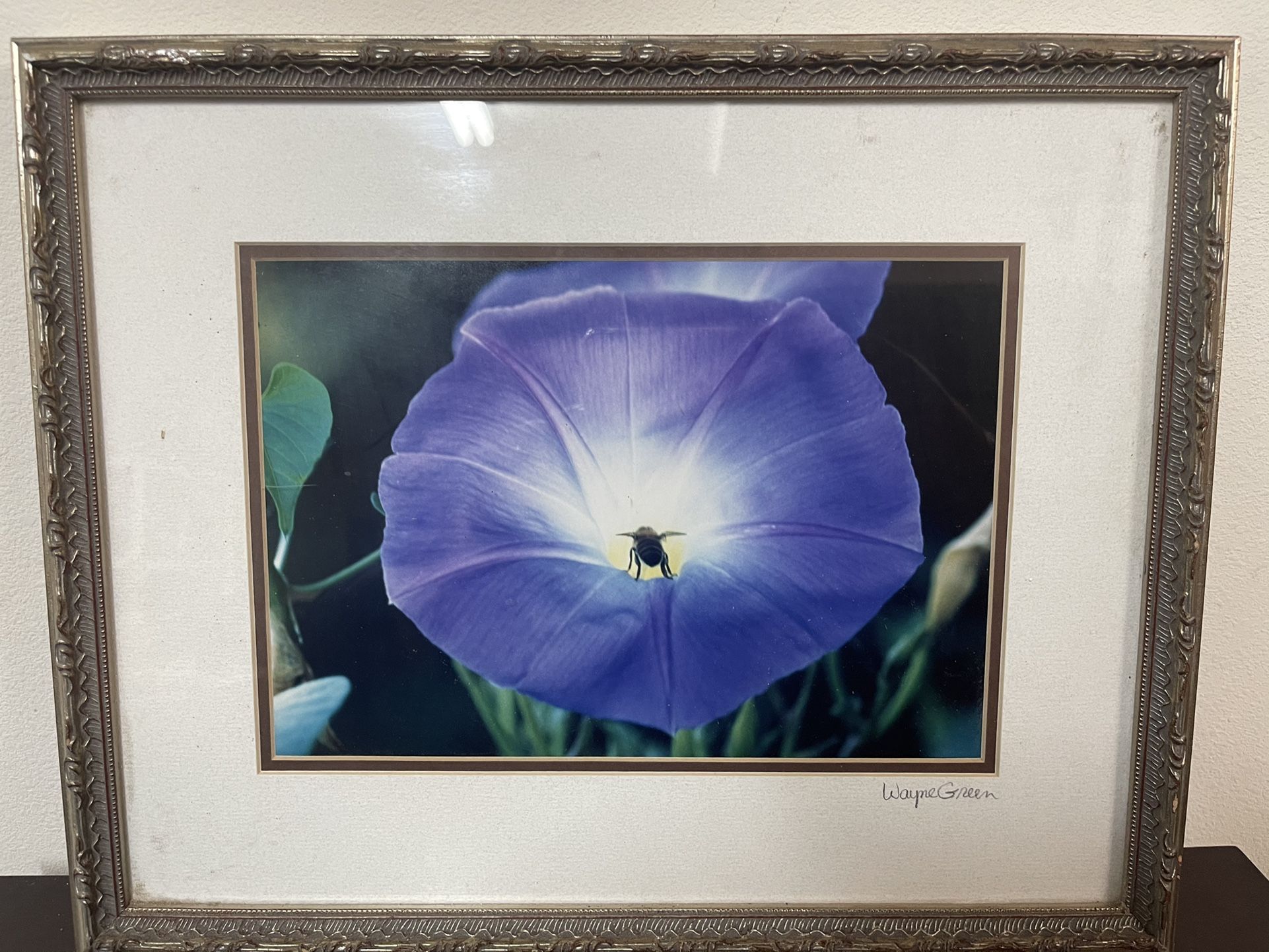 Photograph of Morning Glory with Bee Inside
