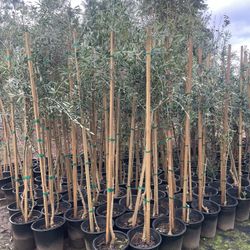 5 Gallon Size- Olive Trees- Mango Trees- Moringa Trees- Passionfruit Vines- Persimmon Trees- Strawberry Guava Trees- Lemon Guava Trees- Almond Trees 