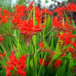 Crocosmia ‘Lucifer’ Perennial Plants
