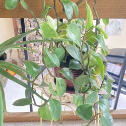 Large Trailing Baby Rubber Plant (Peperomia obtusifolia) – Includes Pot 