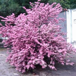 RARE LIVE PLANT 3ft Calliandra brevipes – Brazilian Pink Powder Puff - bonsai