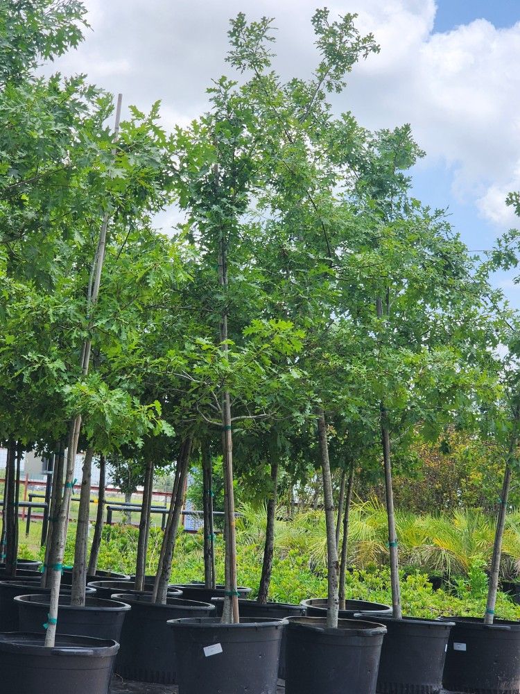 Red Oak Tree 30gallons 13ft Tall 