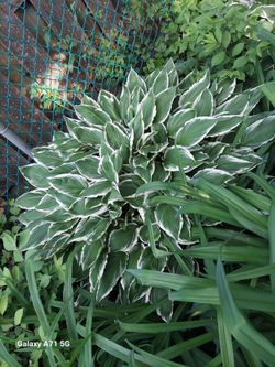 Extra Large Green & White Hostas