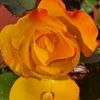 Amber VB
