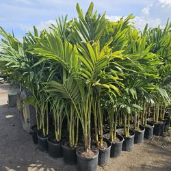 crhistmas  Palms over 5 feet tall  Instant  decoration 