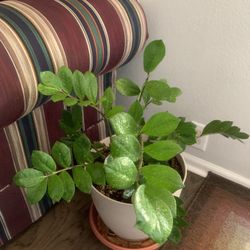 Potted! Indoor plant!    Please 