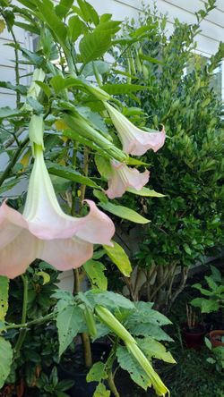 Beautiful Pink Brugmansia 