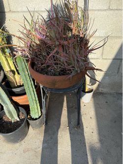 Big aloe Vera plant