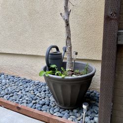 FREE!!! Large Plant Pot 23” In Diameter 