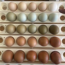 Fertilized Eggs -starting at $1