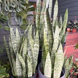 Tons Of Snake Plants In A 5 Gallons Pot