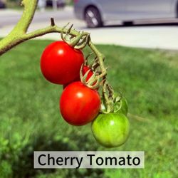 Cherry Tomato big plant /圣女果小番茄大苗