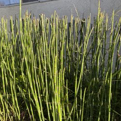 Bundle of 3 x 1 Gallon pots Of horsetail Plant - About 10 reeds each ranging from 12” to 40” tall. Rooted and Ready to be planted.