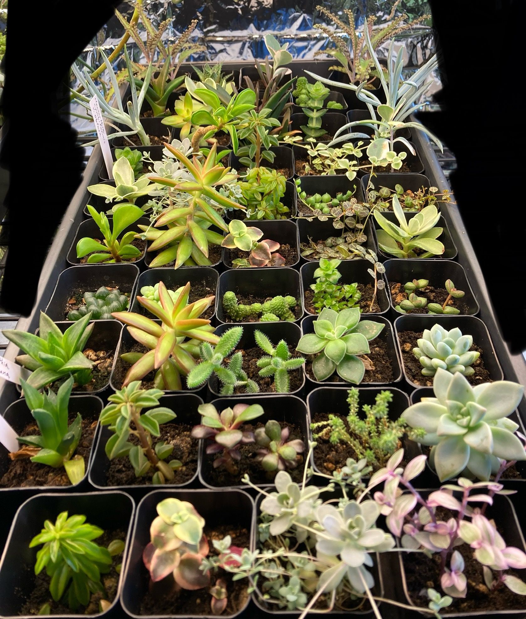 Unusual Succulent Houseplants In 2” Pots