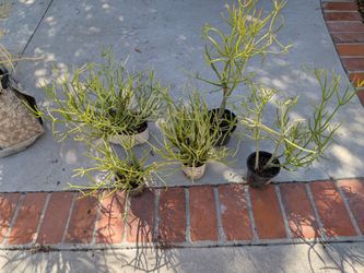 Pencil Cactus Succulent Plants Lot of 5