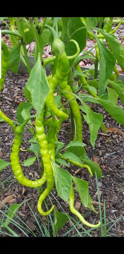 Organic pepper plants