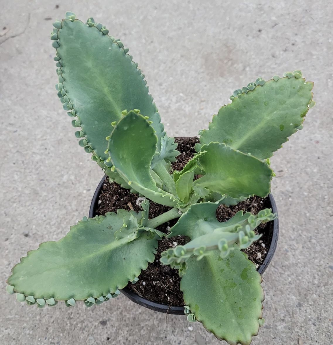 Kalanchoe Mother Of Thousands Wide Leafs