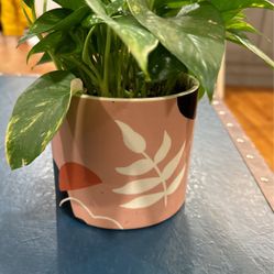 Pothos Plant