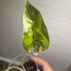 Alocasia Dawn Varigated 
