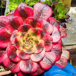 Aeonium Red ANNA pick Ip In Upland  Succulents Plants 