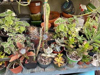 Succulents and cactus for sale.  May 2 garage sale