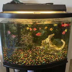 Fish tank + stand
