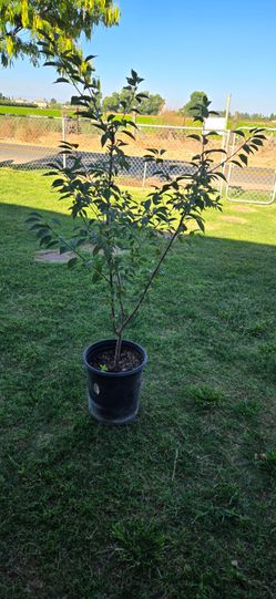 Red Cherry 🍒 Young Fruit Tree in 4 Gal Black Nursery Pot