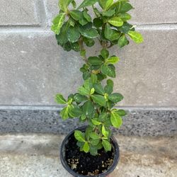 Crown Thorns Plants 🌱 