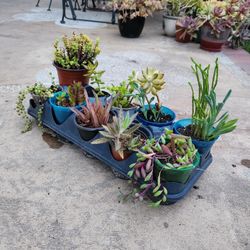 Succulents For FREE