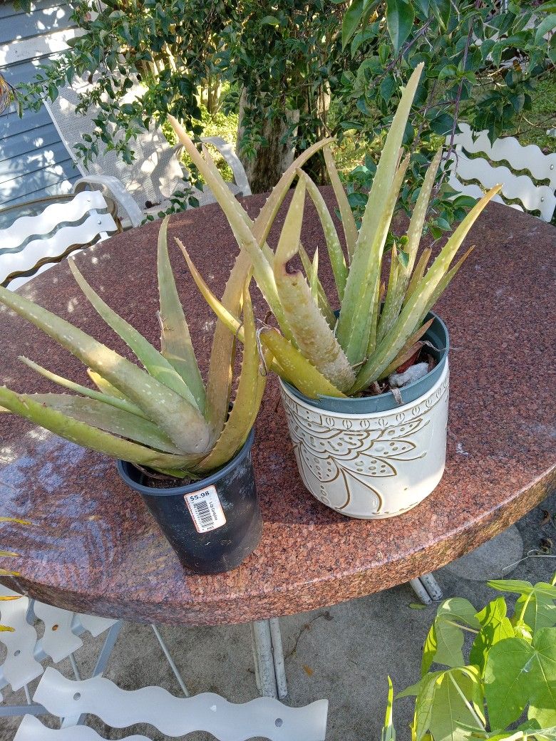 Plant 2 For 2 Dollar