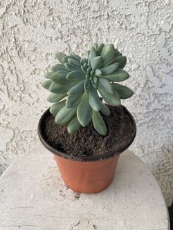 6 Inch Pot Rare Hybrid Succulent Plant - Cremeria Expatriata Crest Crested - Rooted & Established Plant - Drought Resistant - 🪴