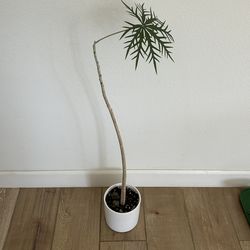 House Plant Jatropha Multifida with Pot