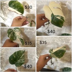Freshly Cut Monstera Albo Cuttings – Starting at $30! 