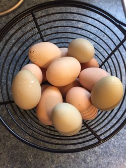 Farm Fresh Organic Eggs 
