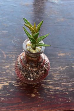 Live Hybrid Aloe Succulents in Glass Jars (Read Description)