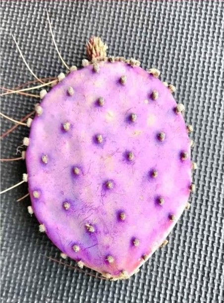 Cactus Cuttings Available