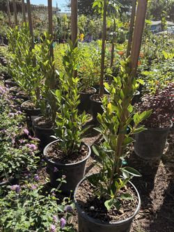 Ficus