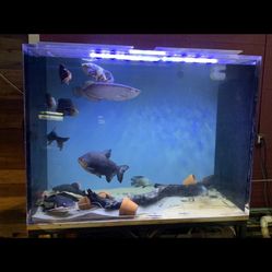 330 Gal Fish Tank