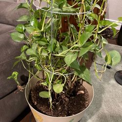 Pathos - Indoor Plant - Large