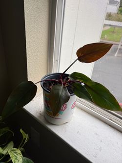 Philodendron Pink Princess