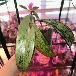 Hoya Pubicalyx 'Pink Silver Ghost'